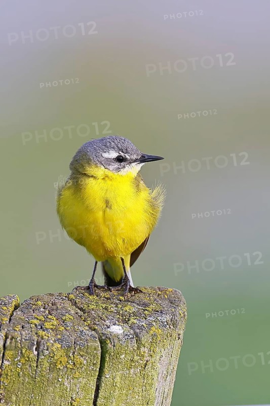 Yellow Wagtail (Motacilla flava) perched on a pasture fence post, Dümmer, Lake Dümmer, Ochsenmoor, Hüde, Lower Saxony