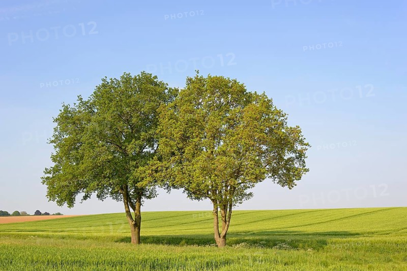 Deciduous trees, maple (Acer) in a countryside landscape, blue sky with clouds, North Rhine-Westphalia, Germany
