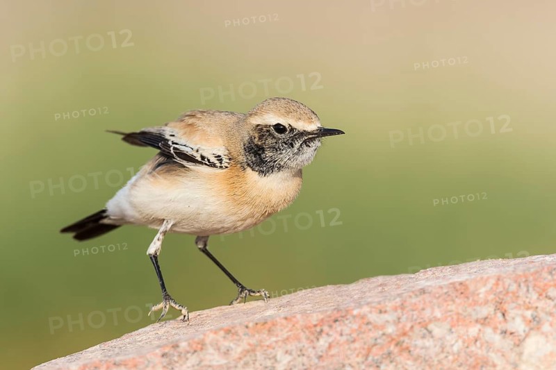 Desert Wheatear (Oenanthe deserti homochroa) Eilat, Israel