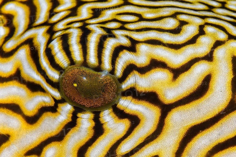 Eye detail of a Map puffer fish, (Arothron mappa), Dumaguete, Philippines, Pacific