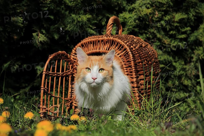 An orange and white cat emerges from a basket in a sunny meadow full of dandelions, a Maine Coon cat (Felis silvestris catus), in a meadow, in a basket, Baden-Württemberg, Germany