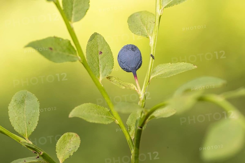 Blueberry (Vaccinium myrtillus), Emsland, Lower Saxony, Germany