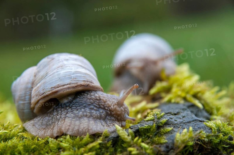Burgundy snail, helix pomatia, roman snail, gastropod, mollusca, molluscs, snails, snails, molluscs