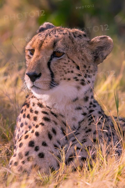 Africa, Botswana, cheetah, Acinonyx jubatus, Botswana, Botswana