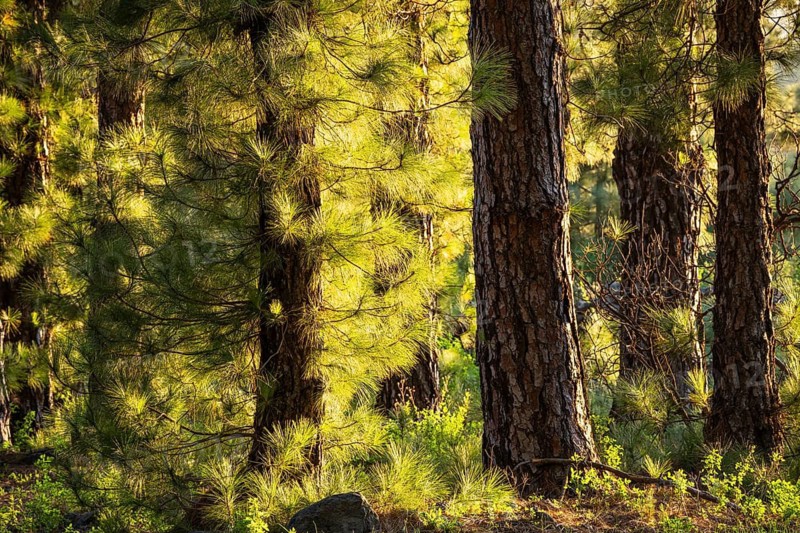 Pine forest, Canary Island pine (Pinus canariensis), evening light, golden hour. La Palma, Canary Islands, Spain
