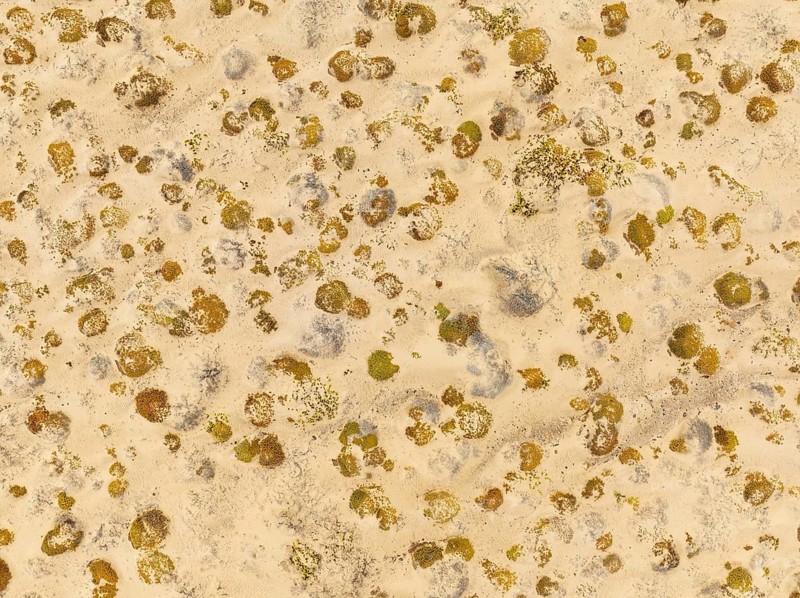 Sparse desert vegetation, mainly Salsola species. Aerial view. Drone shot. Namib Desert, Skeleton Coast, Namibia