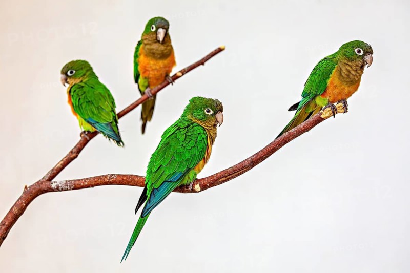 Four parrots are perched interactively on a branch, the cactus parakeet, also known as the Caatinga parakeet, is in an enclosure in Petrolina, Brazil (Eupsittula cactorum)