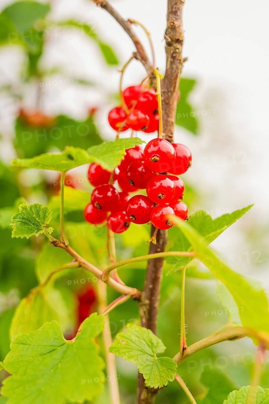 Bright red currants hang on a branch with green leaves, Gechingen, Hecken and Gäu region, Landreis Calw, Germany