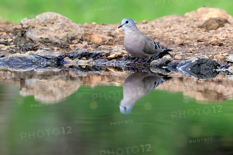 Bronze-spotted Dove (Turtur chalcospilos), adult, by the water, alert, Kruger National Park, South Africa