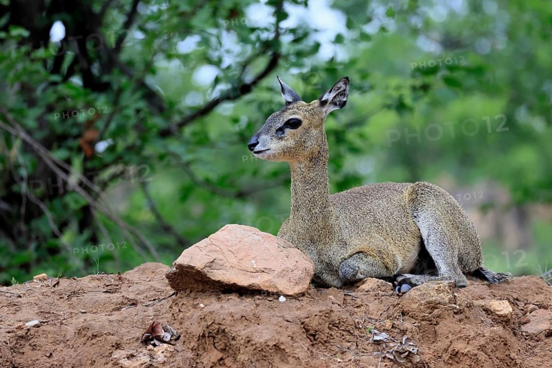 Transvaal rock hyrax (Oreotragus transvaalensis), adult, female, sitting, alert, Kruger National Park, South Africa