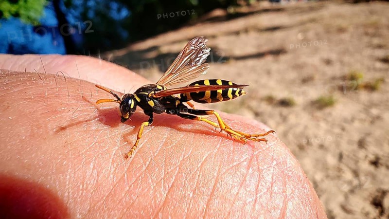 A field wasp (Polistinae) perched on a human finger in a sandy environment under bright light, Tegeler Flughafensee, Berlin
