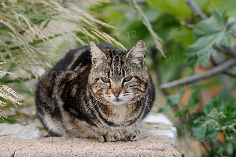 House cat lying on a wall, Algarve, Portugal