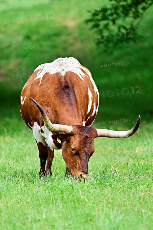 Texas longhorn cow grazing in a meadow, Meienberg, Canton of Aargau, Switzerland