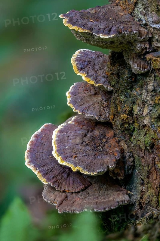 Beech Schiller Porling, Inonotus Nodulosus, Knot-shaped Porling, Nodular Schiller Porling, Mensularia Nodulosa, Polyporus Nodulosus, Schiller Porling, Silvery Porecrust, Xanthoporia Nodulosa, Fungus, High Size, Portrait Format, Mushrooms