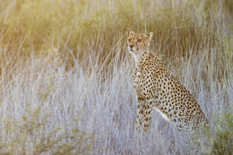 Cheetah (Acinonyx jubatus). Female at sunrise. Kalahari Desert, Kgalagadi Transfrontier Park, South Africa