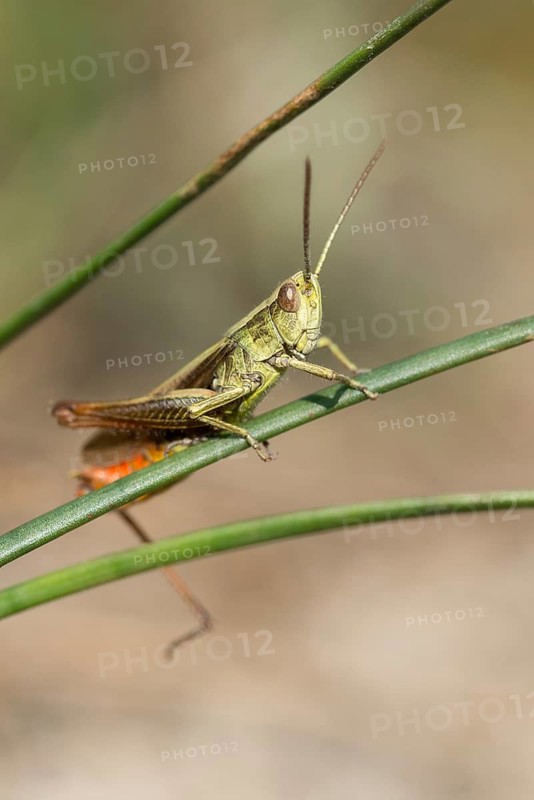 Acrididae, Caelifera, Chorthippus dorsatus, field locusts, gomphocerinae, short-feeler, steppe grasshopper, grasshopper, grasshopper, grasshopper, grasshoppers, high size, portrait format, insects, males, males
