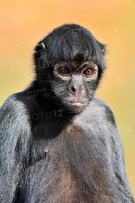 Colombian spider monkey (Ateles fusciceps rufiventris, Ateles fusciceps robustus), portrait, captive, occurring in South America