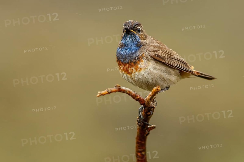Bluethroat (Luscinia svecica), perched, Castile and Leon, Spain