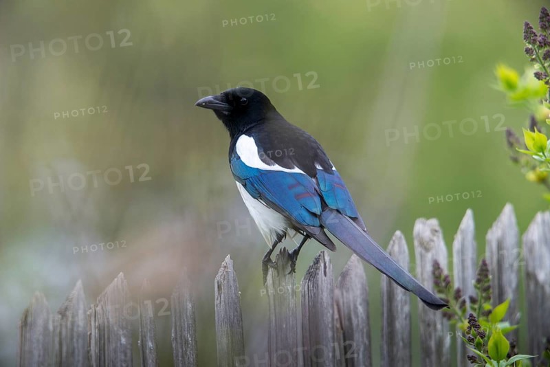 Magpie, pica pica, birds, corvidae family of birds, garden, garden fence, garden fence, passeri, corvids, songbirds, birds