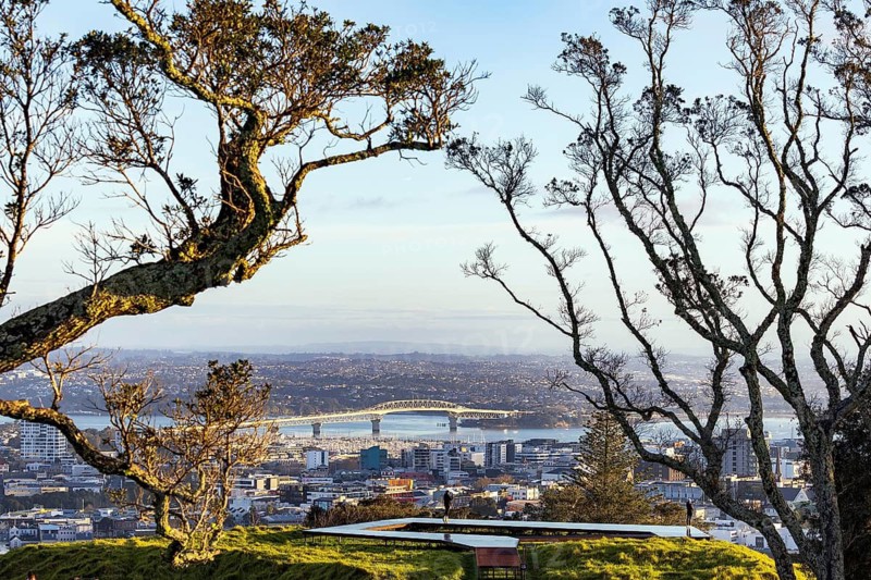 Auckland Harbour Bridge framed by pohutukawa trees, viewed from a lookout on Mount Eden, Auckland, New Zealand
