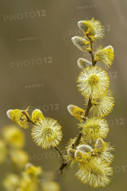 Hanging sage, kitten willow, palm willow, saal willow, salicaceae, salix caprea, salwillow, willow, tree, flora, spring, goat willow, great sallow, high size, portrait format, plants, pussy willow, spring, tree, willow