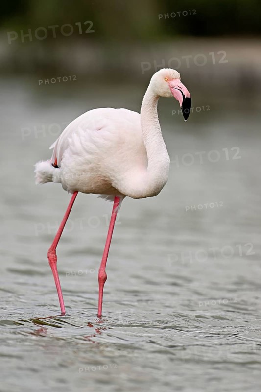 A greater flamingo (Phoenicopterus roseus), standing in the water, Camargue Regional Nature Park, southern France