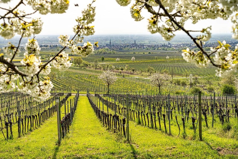 Spring in the vineyard near Sankt Martin, Southern Wine Route, Rhineland-Palatinate, Germany