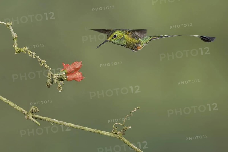 Booted Racket-tail (Ocreatus underwoodii), Ecuador