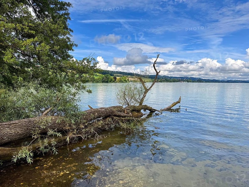 A fallen tree in the water of a lake under a blue sky with clouds, Sempachersee, Sempach, Canton of Lucerne, Switzerland