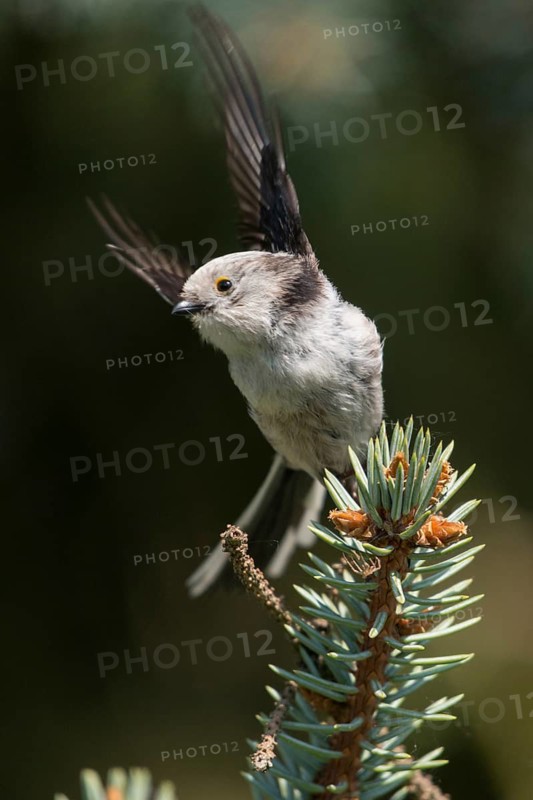 Aegithalos caudate, long-tailed tit, birds, high size, portrait format, tits, passeri, songbirds, tits, birds