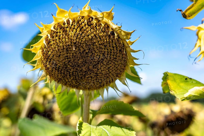 A sunflower field, the plants are still maturing and not yet completely dried, only then are they harvested with a combine harvester to obtain the sunflower seeds, which are either used as pure kernels or oil is pressed from them, near Herongen, Lower Rhine, North Rhine-Westphalia, Germany