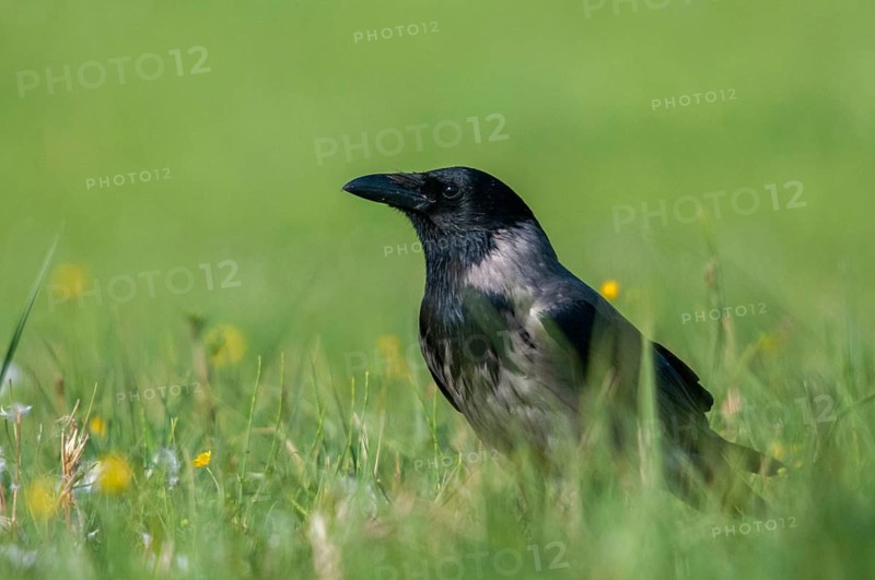 Corvus cornix, hooded crow, birds, corvidae family of birds, passeri, corvids, songbirds, birds
