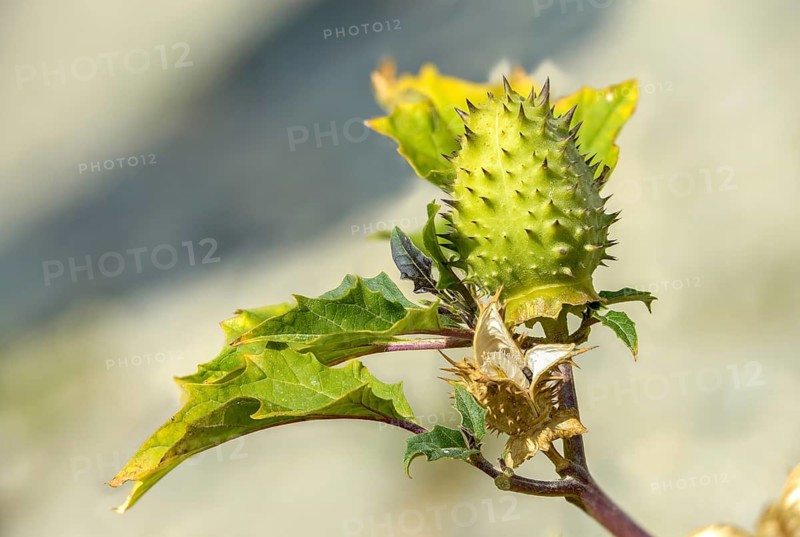 Common thorn-apple, datura inermis, datura stramonium, datura tatula, common thorny apple, thorny apple, white thorn apple, flora, plants, plants