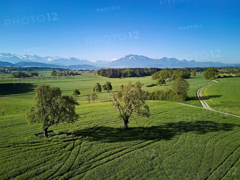 High trunk fruit trees, fields and meadows, in the back the snow-covered Alps with Mount Pilatus, Abtwil, Freiamt, Canton of Aargau, Switzerland