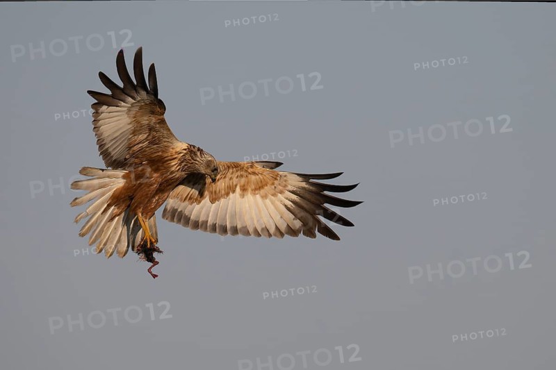 Marsh harrier (Circus aeruginosus), Texel, Netherlands