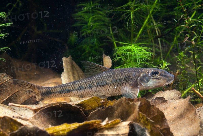 Gobio Gobio, Gründling, Gudgeon, Cress, Fishes, Pisces