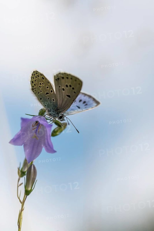 Ant blue, glaucopsyche arion, large blue, maculinea arion, phengaris arion, quendel ant blue, thyme ant blue, butterfly, high size, portrait format, insects, butterfly, butterflies