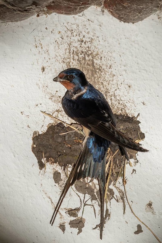 Hirundo rustica, barn swallow, birds, brood, high size, portrait format, nest building, passeri, swallows, songbirds, birds