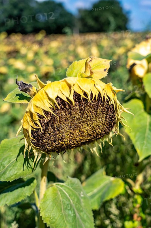 A sunflower field, the plants are still maturing and not yet completely dried, only then are they harvested with a combine harvester to obtain the sunflower seeds, which are either used as pure kernels or oil is pressed from them, near Herongen, Lower Rhine, North Rhine-Westphalia, Germany