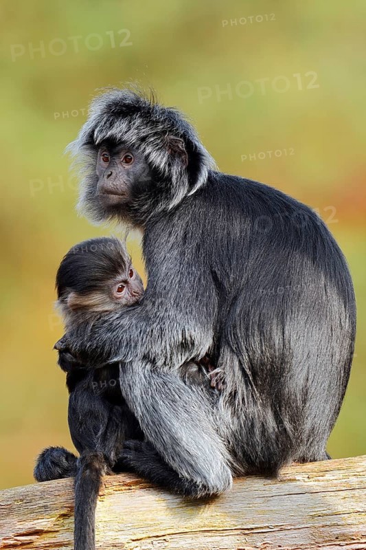 Javan lutung (Trachypithecus auratus), a female and her young sitting on a tree trunk, in captivity, found in Indonesia
