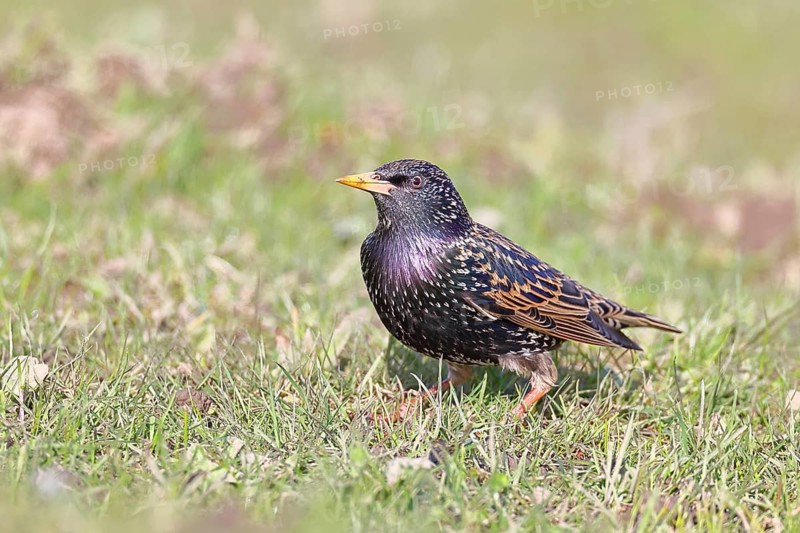 Starling (Sturnus vulgaris), adult garden bird, foraging in a meadow, nature reserve on the Rhine, Bieslicher Insel, Old Rhine arm, near Xanten, Lower Rhine, Wesel district, one of the few floodplain landscapes in Germany, in winter, wildlife, nature photography, birds, North Rhine-Westphalia, Germany