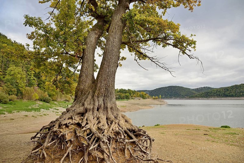 A solitary oak tree (Quercus) with its roots exposed on the shore of Lake Eder at low water, autumn, Eder Dam, Hesse, Germany