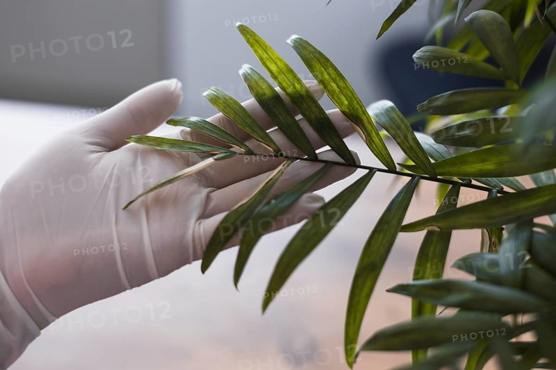 A person woman in white gloves examines a green leaf of a potted plant inside a bright room. The focus is on the intricacies of the leaf while the natural light creates a warm atmosphere