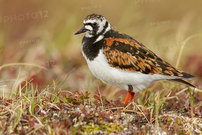 Ruddy Turnstone (Arenaria interpres) perched on the tundra in Nome, Alaska
