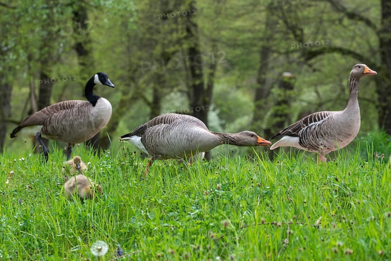 Anser Anser, Branta Canadensis, Canada Goose, Dunenjunge, Elsteral, Germany, Greylag or Graylag Goose, Greiz, Greizer Park, Grelag Goose, Canada Goose, Chicks, Mixed Mating, Thuringia, Anatidae, Birds, Duckbirds, Goose, Geese, Pullus, Vogtland, Birds, Waterbirds, Waterbirds