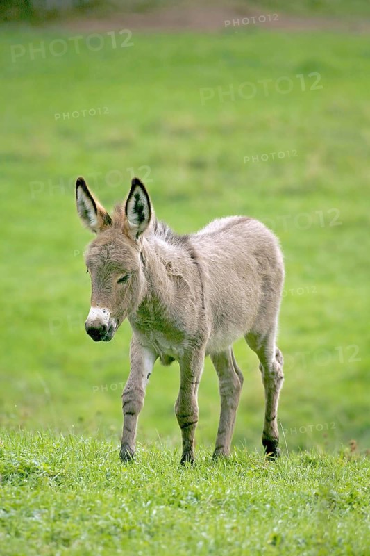 Pygmy donkey (Equus asinus asinus), Münster, North Rhine-Westphalia, Germany