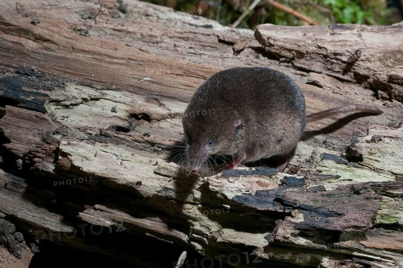 Common shrew, insectivora, insectivora, sorex araneus, wood shrew, mammals, shrew, mammals
