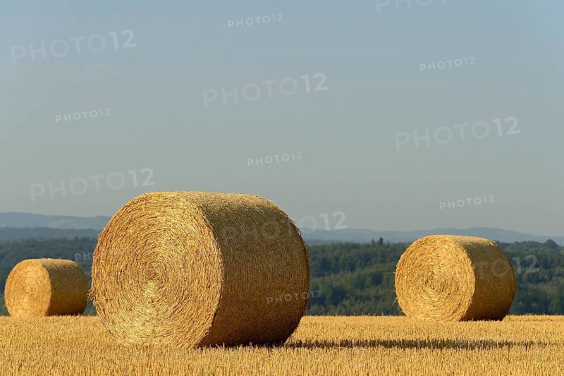 Grain field, stubble field with round straw bales, blue sky, North Rhine-Westphalia, Germany