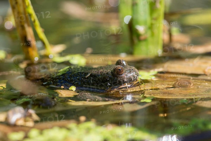Bombina bombina, fire-bellied toad, red-bellied toad, lowland toad, amphibians, amphibians, amphibians, amphibians