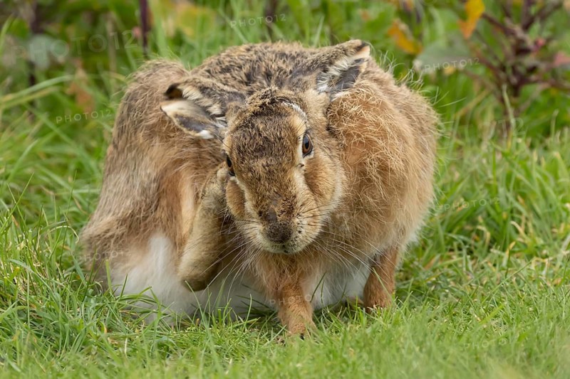 European brown hare (Lepus europaeus) adult animal in grassland, England, United Kingdom